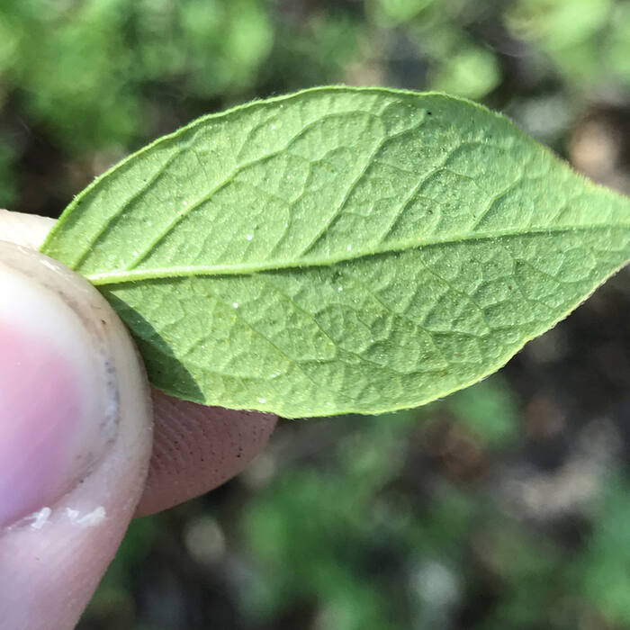 Gaylussacia baccata (black huckleberry) reference photo 2