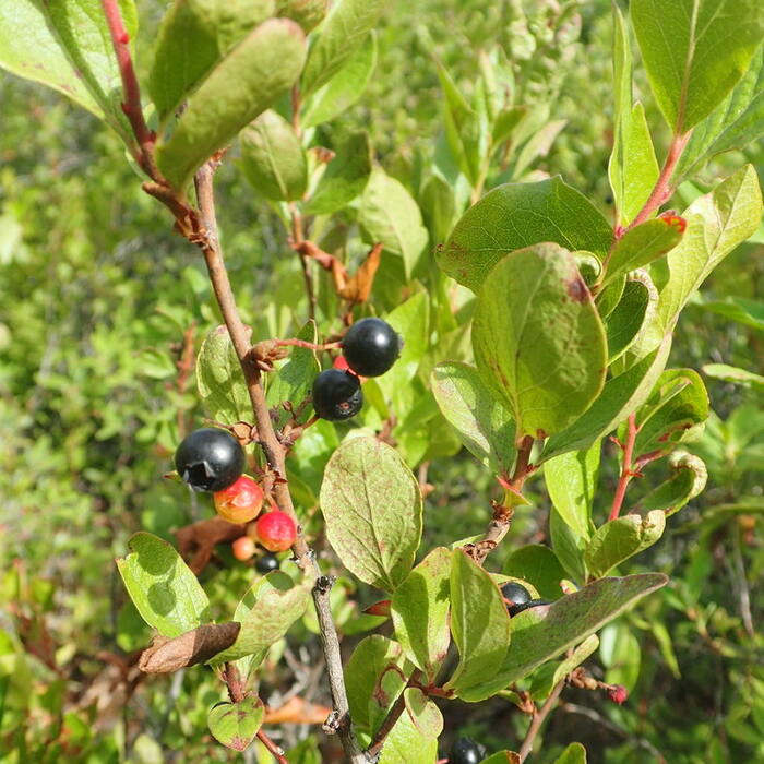 Gaylussacia baccata (black huckleberry) reference photo 4