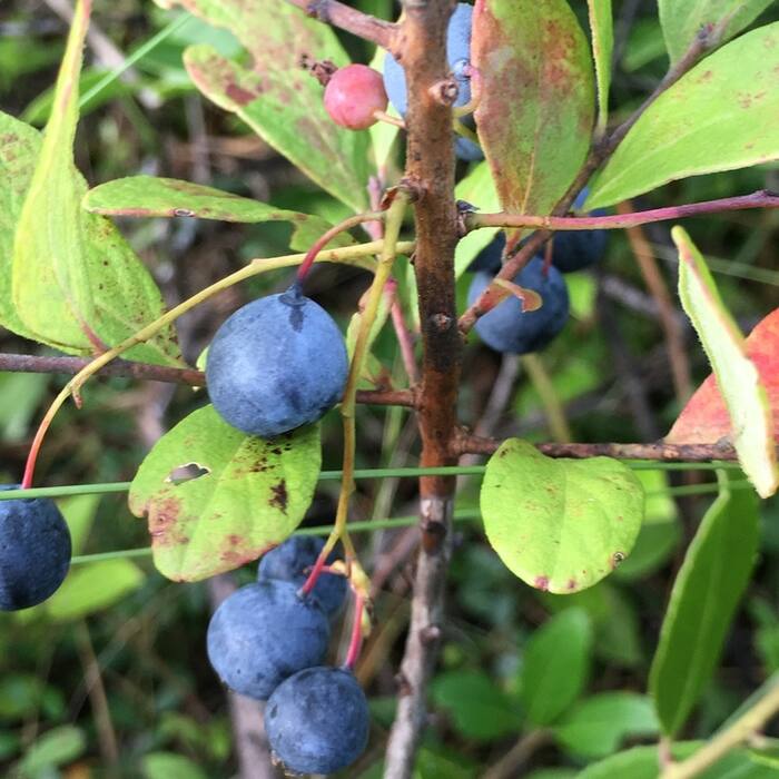 Gaylussacia frondosa (dangleberry) reference photo 4