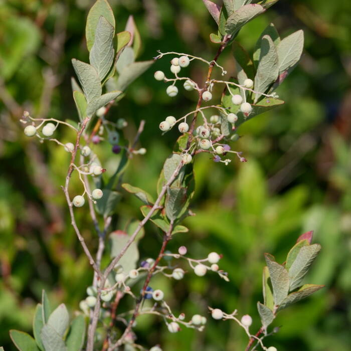 Gaylussacia frondosa (dangleberry) reference photo 2