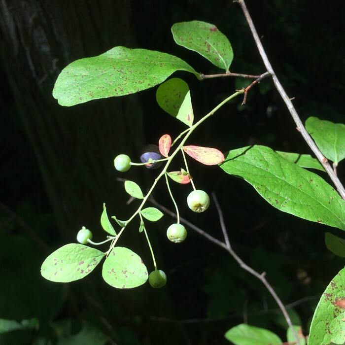 Gaylussacia frondosa (dangleberry) reference photo 3