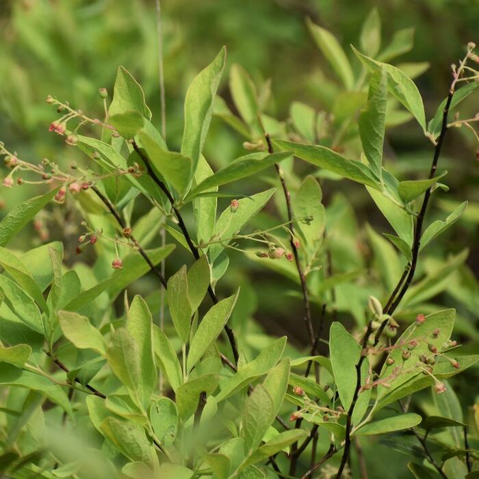 Gaylussacia frondosa (dangleberry) reference photo 1