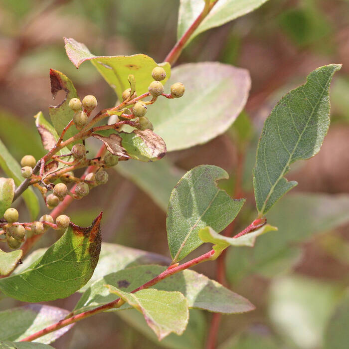 Lyonia ligustrina (maleberry) reference photo 1