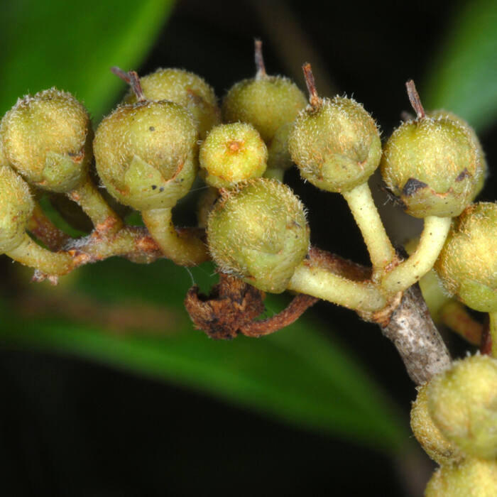 Lyonia ligustrina (maleberry) reference photo 3