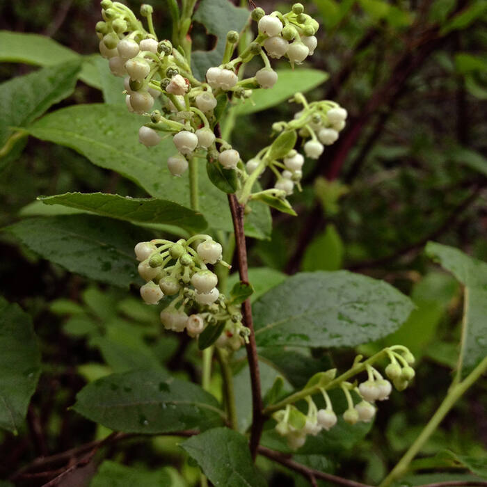 Lyonia ligustrina (maleberry) reference photo 4
