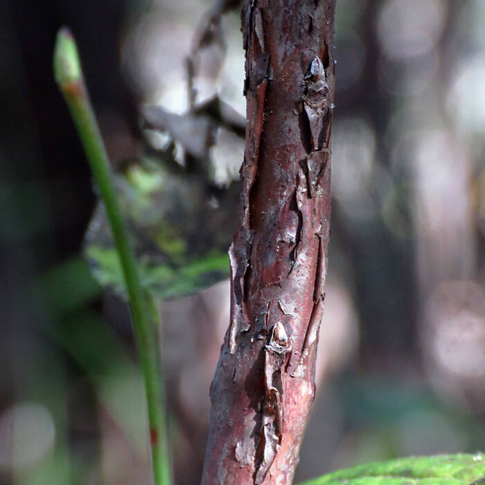 Vaccinium erythrocarpum (mountain cranberry) reference photo 2