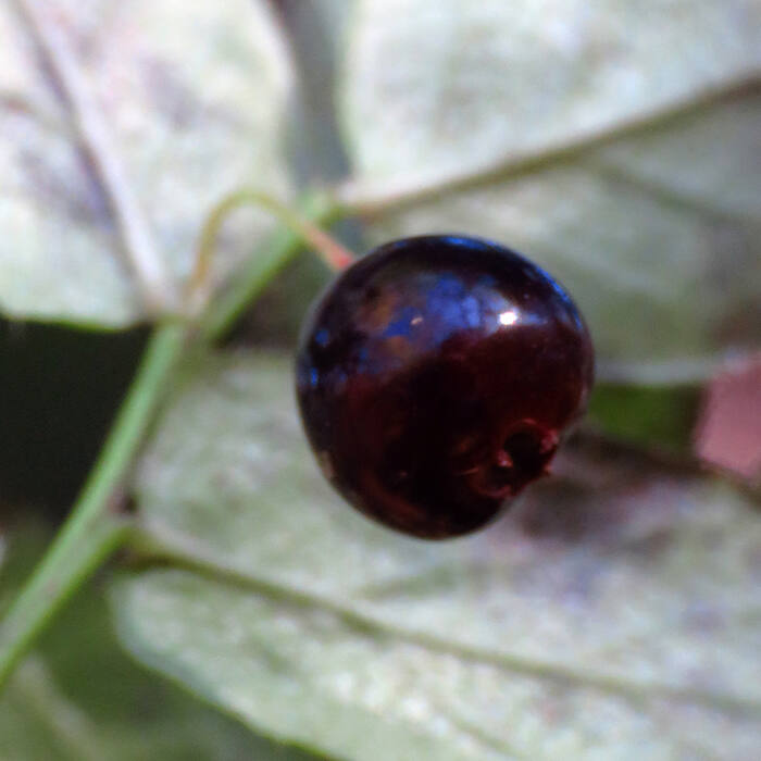 Vaccinium erythrocarpum (mountain cranberry) reference photo 4