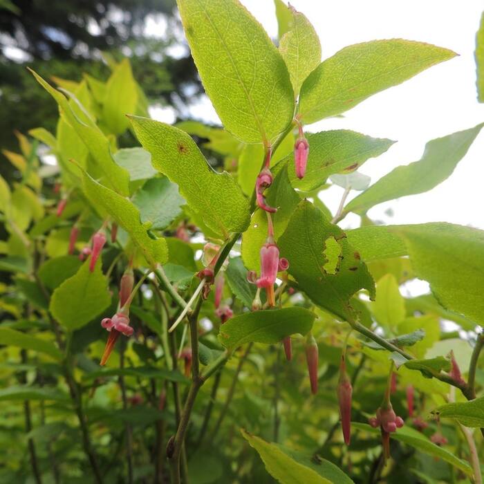 Vaccinium erythrocarpum (mountain cranberry) reference photo 3