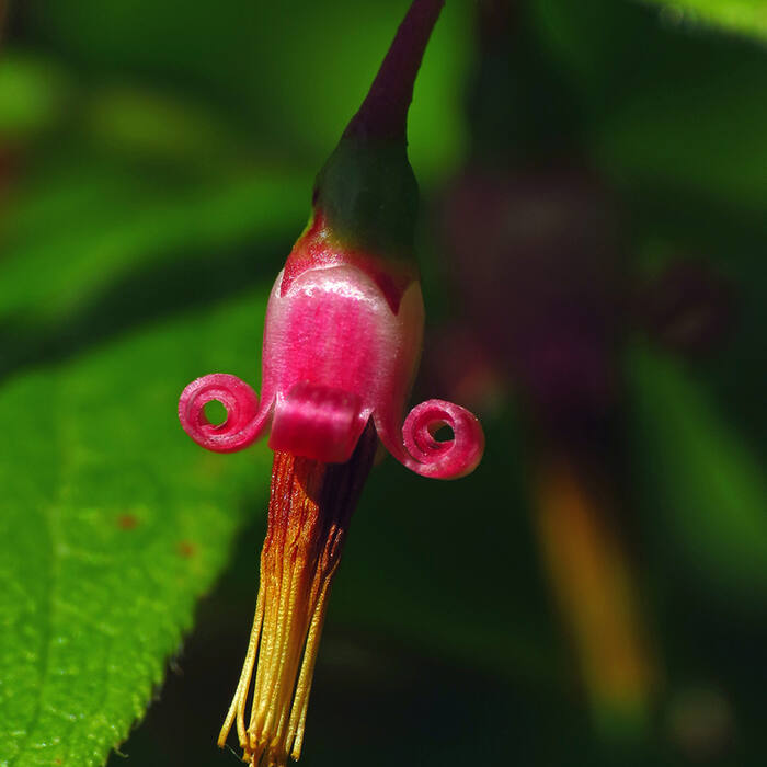 Vaccinium erythrocarpum (mountain cranberry) reference photo 1