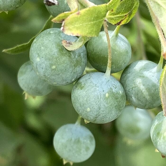 Deerberry berry reference