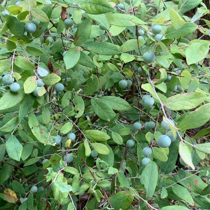 Deerberry fruit reference