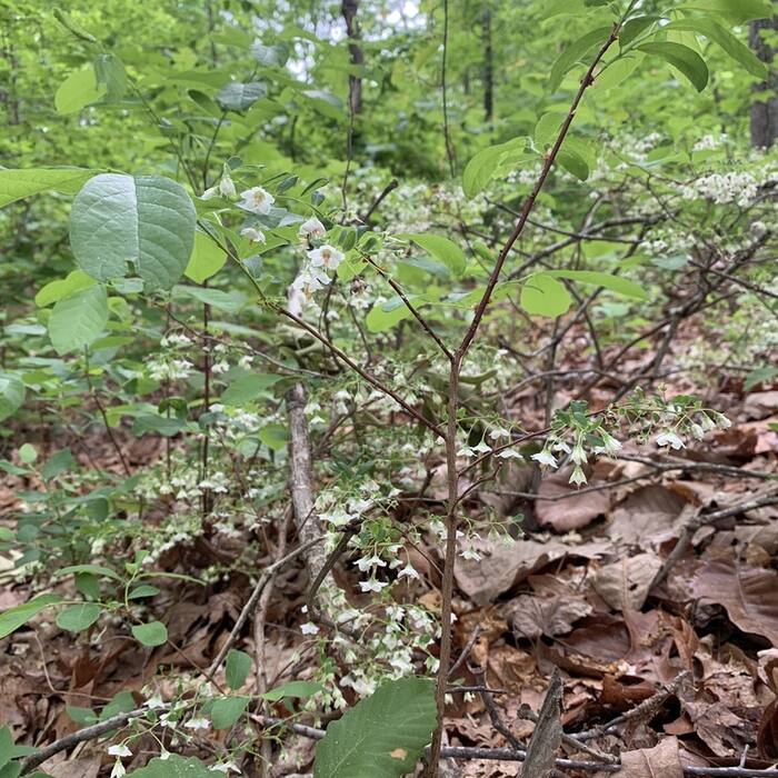 Deerberry habit reference