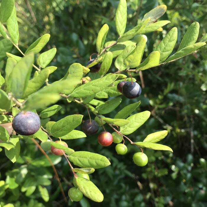 Deerberry ripe reference