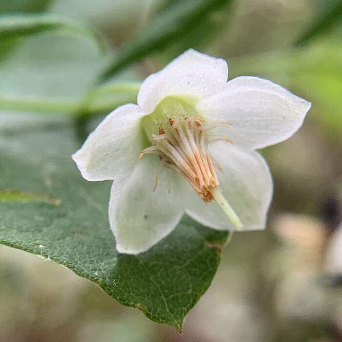 Deerberry stamens reference
