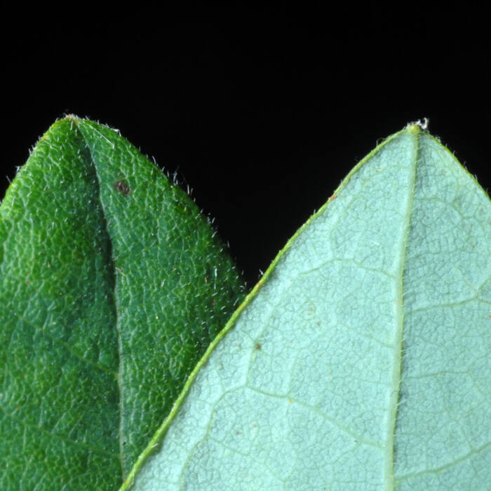 Deerberry underside reference