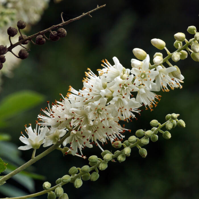Clethra alnifolia (coastal sweet-pepperbush) reference photo 1