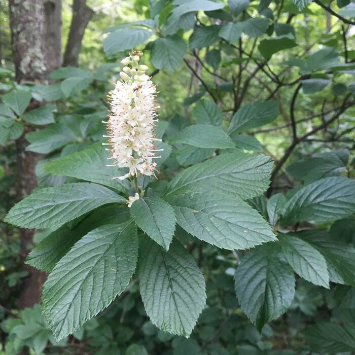 Clethra alnifolia (coastal sweet-pepperbush) reference photo 4