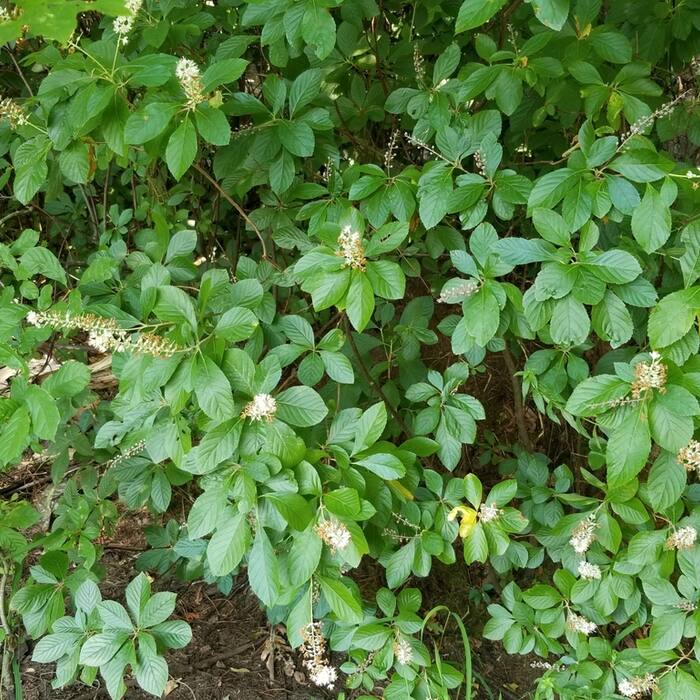 Clethra alnifolia (coastal sweet-pepperbush) reference photo 3