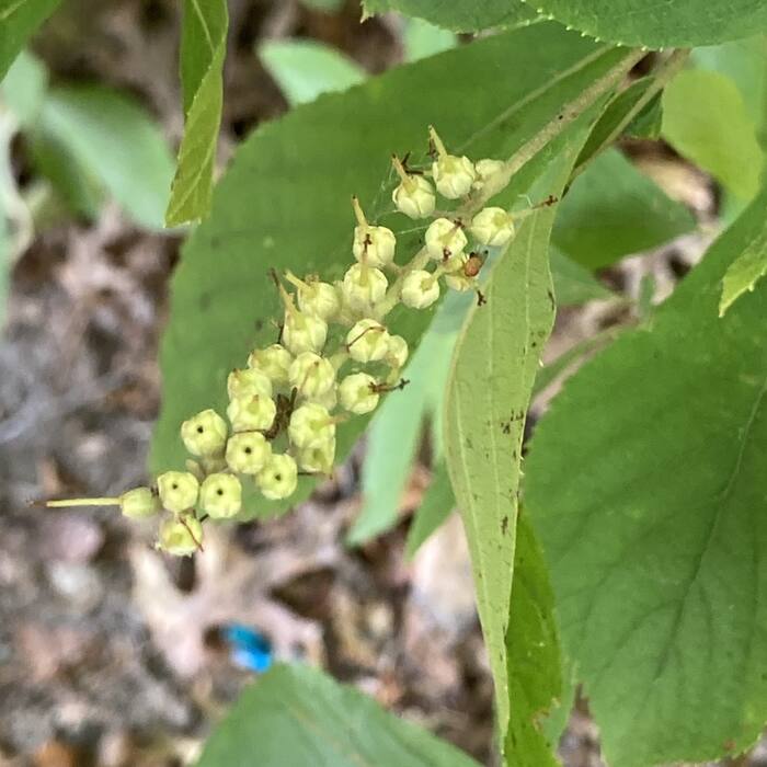 Clethra alnifolia (coastal sweet-pepperbush) reference photo 2