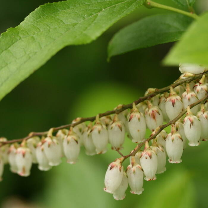 Eubotrys racemosa (swamp doghobble, coastal fetterbush) reference photo 1