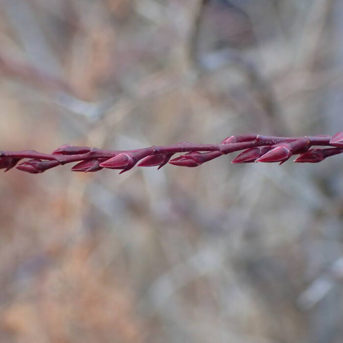 Eubotrys racemosa (swamp doghobble, coastal fetterbush) reference photo 3
