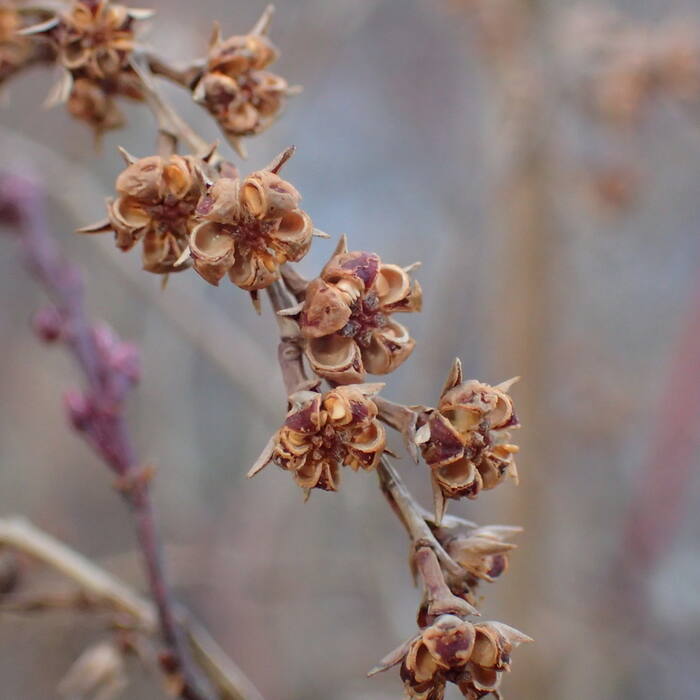 Eubotrys racemosa (swamp doghobble, coastal fetterbush) reference photo 4
