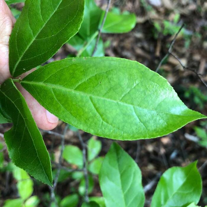 Eubotrys racemosa (swamp doghobble, coastal fetterbush) reference photo 2