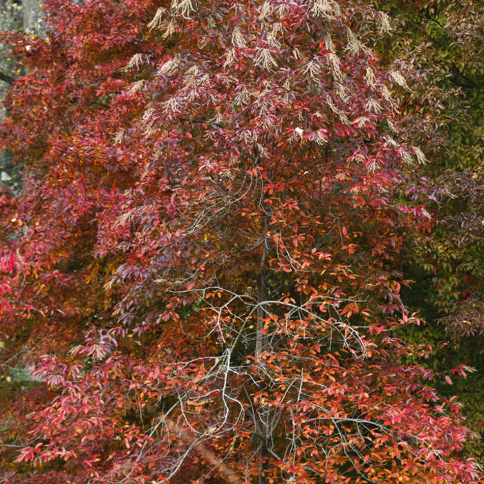 Oxydendrum arboreum (sourwood) reference photo 4