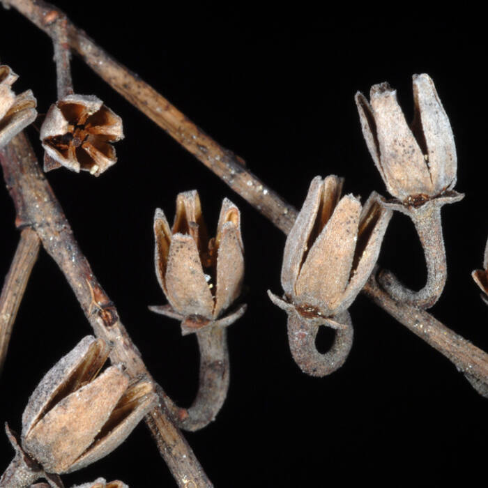 Oxydendrum arboreum (sourwood) reference photo 3