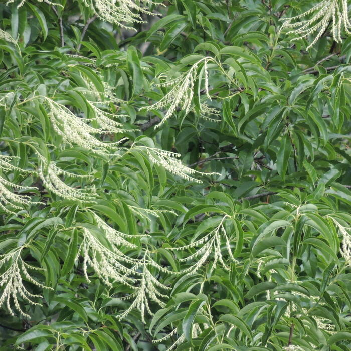 Oxydendrum arboreum (sourwood) reference photo 1