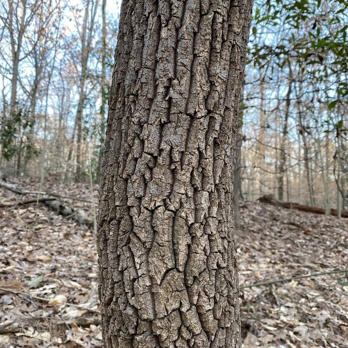 Oxydendrum arboreum (sourwood) reference photo 2