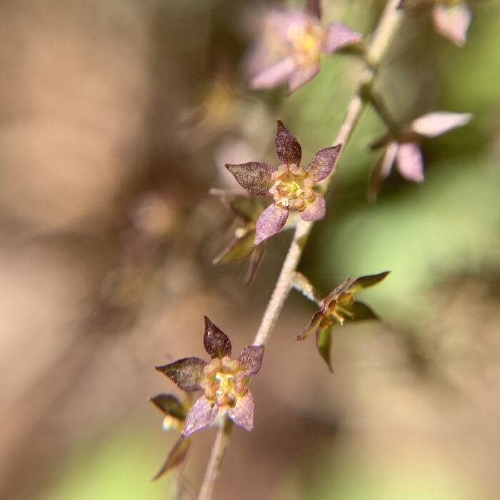 Xanthorhiza simplicissima (yellowroot) reference photo 1