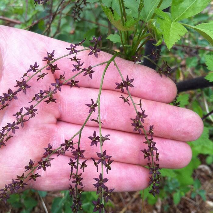 Xanthorhiza simplicissima (yellowroot) reference photo 3