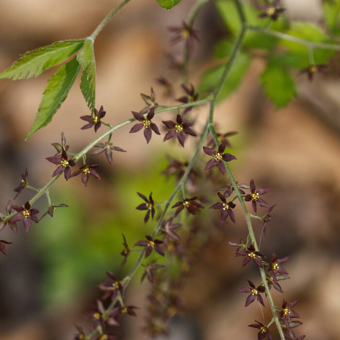 Xanthorhiza simplicissima (yellowroot) reference photo 2