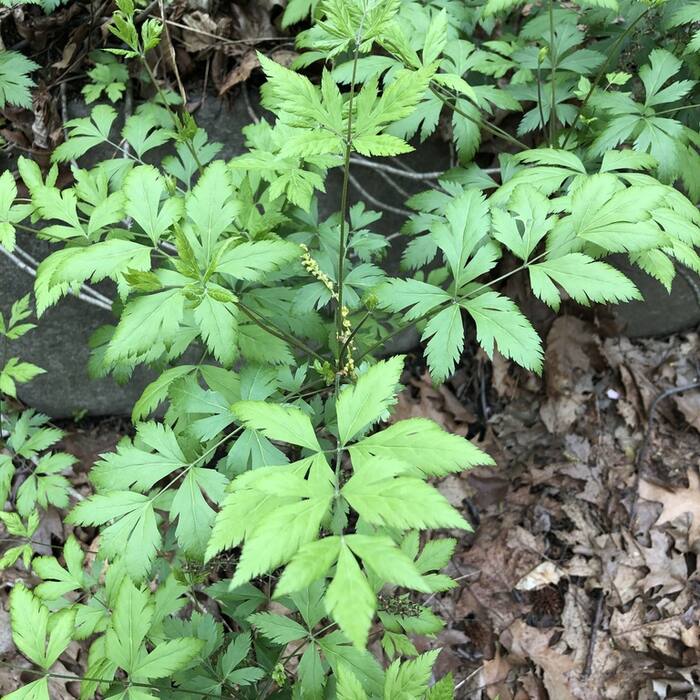 Xanthorhiza simplicissima (yellowroot) reference photo 4