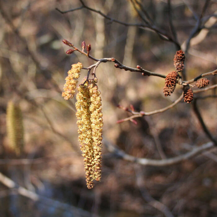 Alnus serrulata (tag alder) reference photo 2