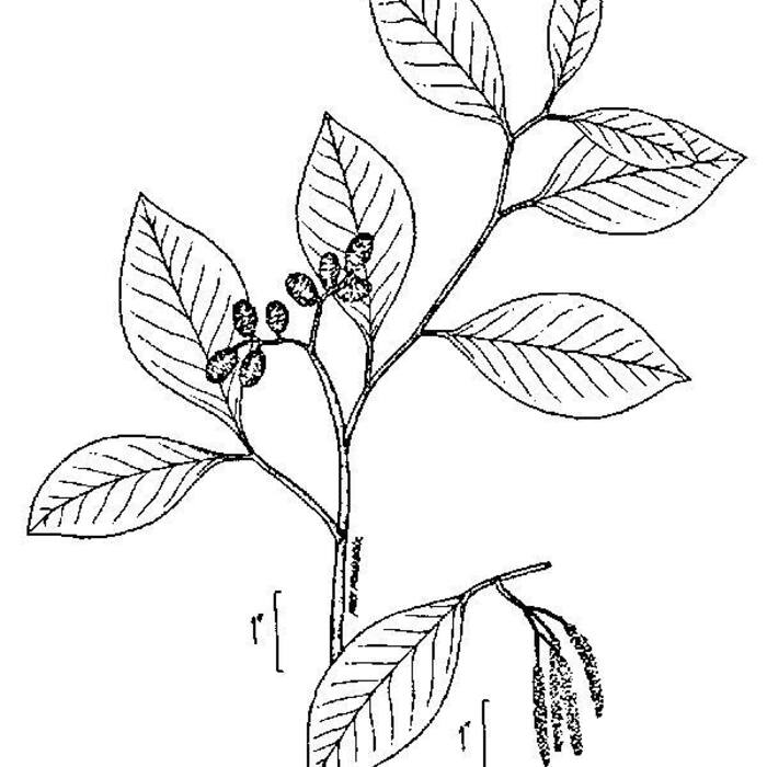 Alnus serrulata (tag alder) reference photo 3