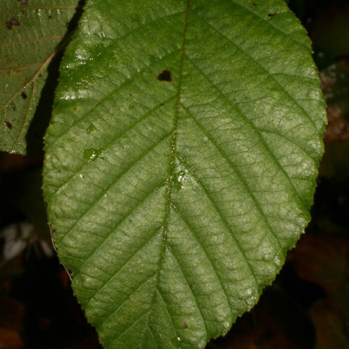 Alnus serrulata (tag alder) reference photo 4
