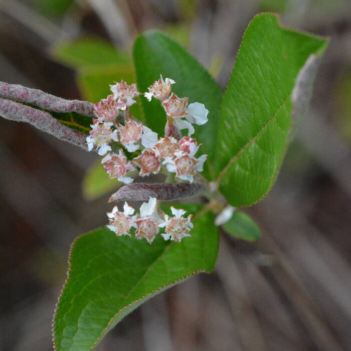 Aronia arbutifolia (red chokeberry) reference photo 4