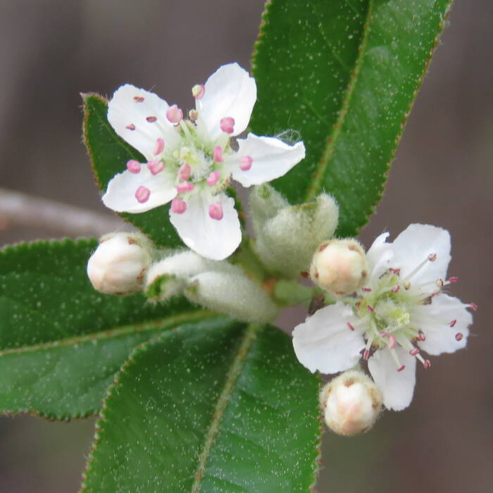 Aronia arbutifolia (red chokeberry) reference photo 1