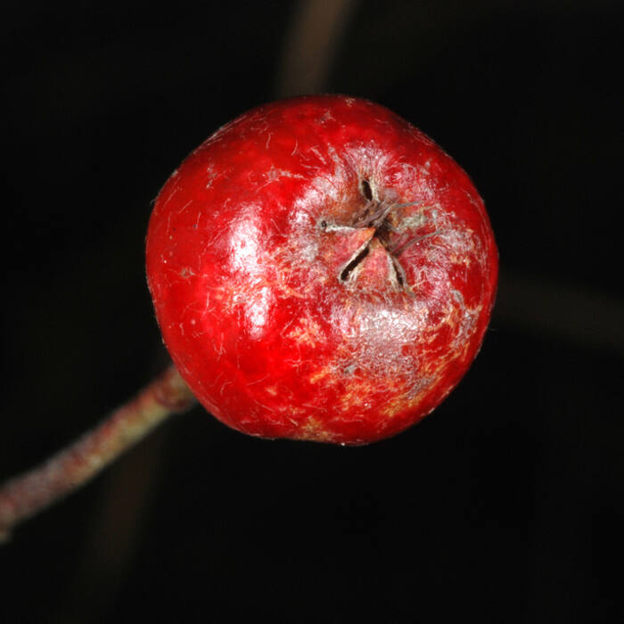 Aronia arbutifolia (red chokeberry) reference photo 3