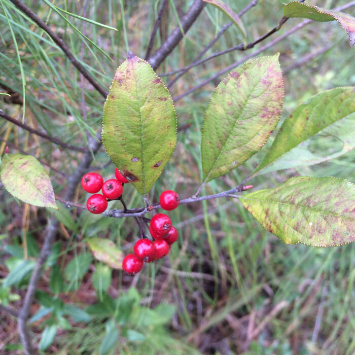 Aronia arbutifolia (red chokeberry) reference photo 2