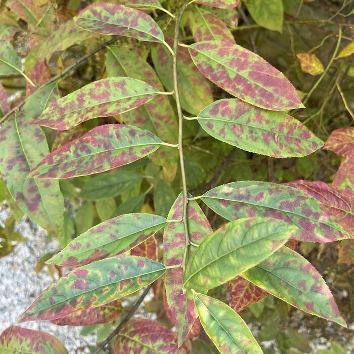 Virginia sweetspire fall reference