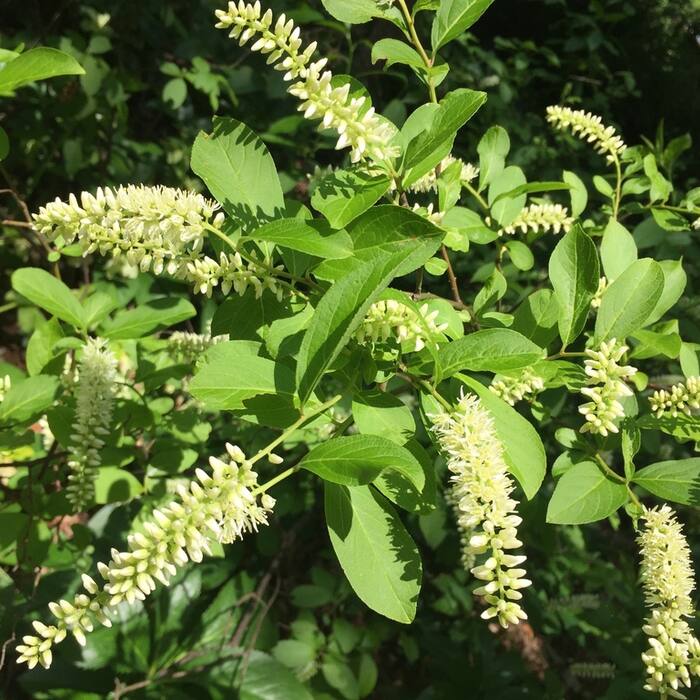 Virginia sweetspire habit reference