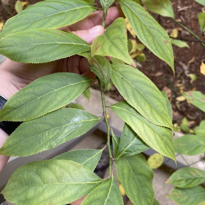 Virginia sweetspire leaf reference