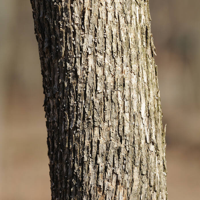 Ostrya virginiana (eastern hop-hornbeam) reference photo 2