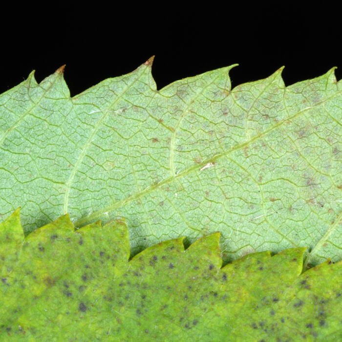 Ostrya virginiana (eastern hop-hornbeam) reference photo 3