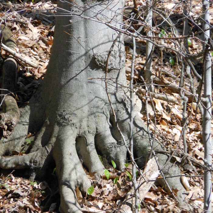 Fagus grandifolia (American beech) reference photo 4