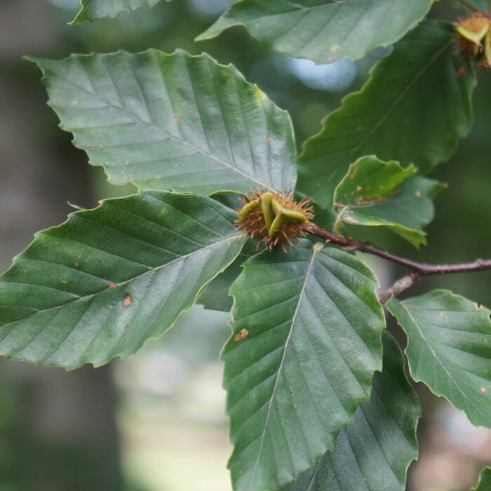 Fagus grandifolia (American beech) reference photo 1