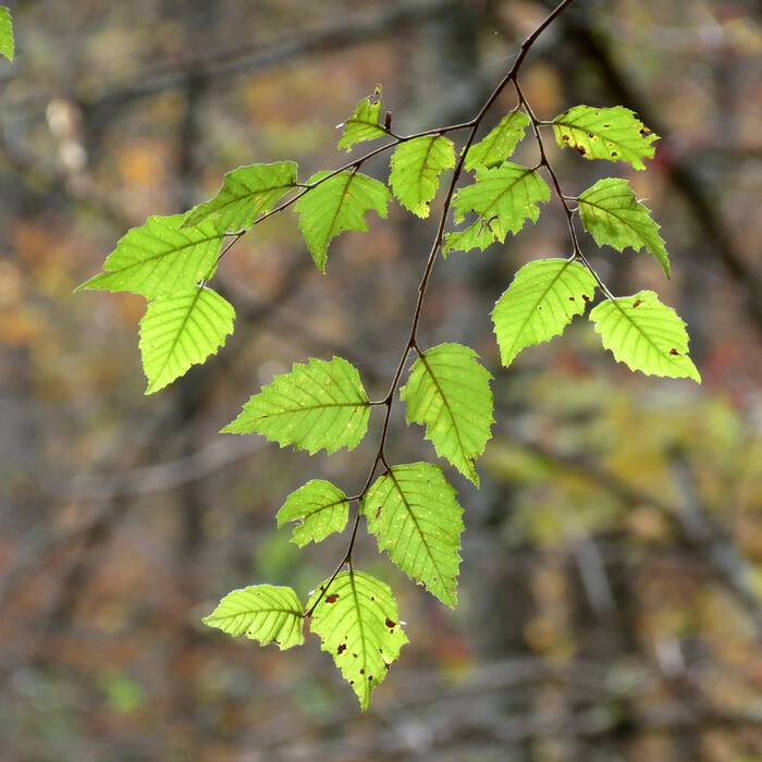 Betula nigra (river birch) reference photo 3